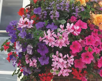 Hanging baskets Hanging baskets