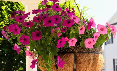 How to Let Your Hanging Basket Thrive During the Season?