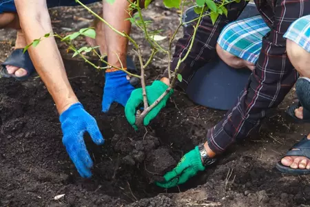 How to Successfully Move or Transplant Your Plants?