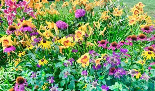 Perennials Perennials