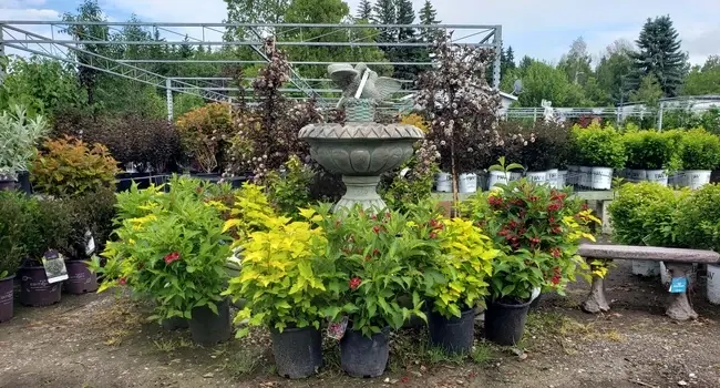 Trees & Shrubs Trees & Shrubs