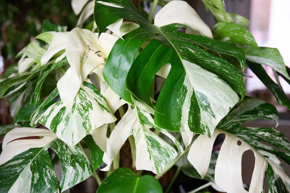 is a monstera a philodendron Monstera