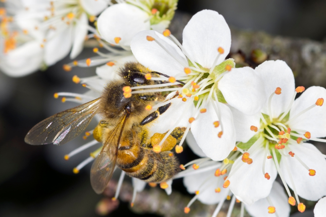 Why pollinators are so important