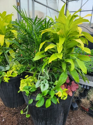 Indoor plants
