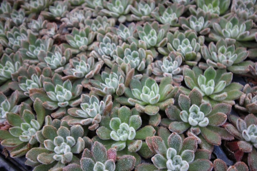 Indoor plants