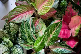Indoor plants