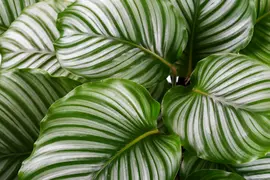 Indoor plants