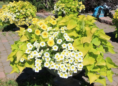 Hanging Baskets & Patio Pots