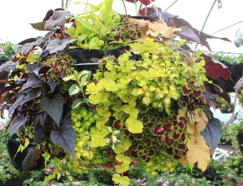 Hanging Baskets & Patio Pots