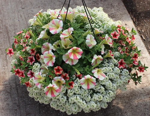 Hanging Baskets & Patio Pots