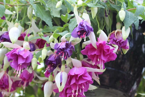 Hanging Baskets & Patio Pots