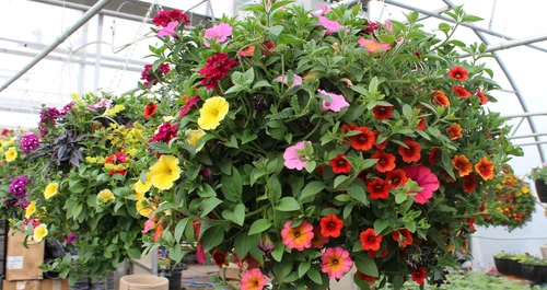 Hanging Baskets & Patio Pots