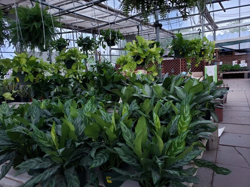 Indoor plants